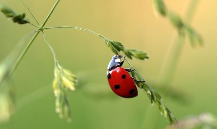 Rêves de coccinelles : 17 Interprétations et Symboles