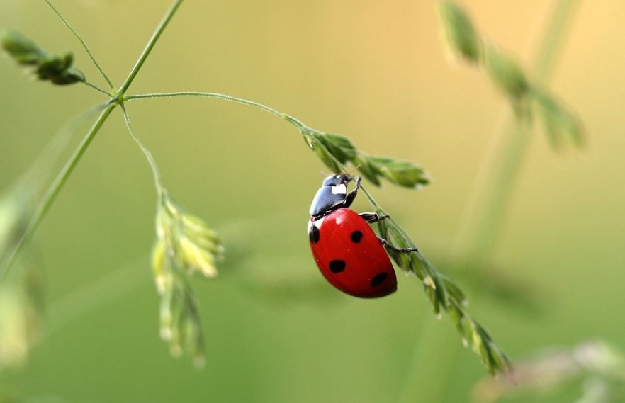Rêves de coccinelles : 17 Interprétations et Symboles