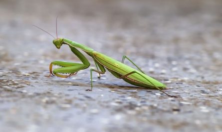 Rêver d’une mante : 15 Interprétations et Symboles