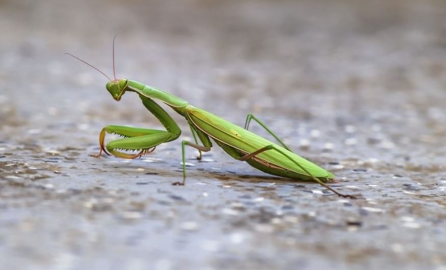 Rêver d’une mante : 15 Interprétations et Symboles