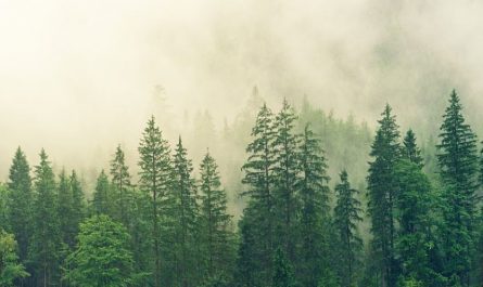 Rêver de brouillard : 10 Interprétations et Symboles