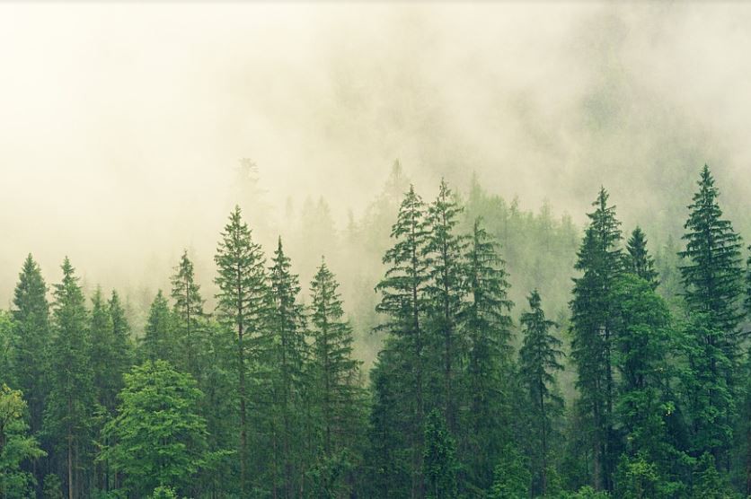 Rêver de brouillard : 10 Interprétations et Symboles