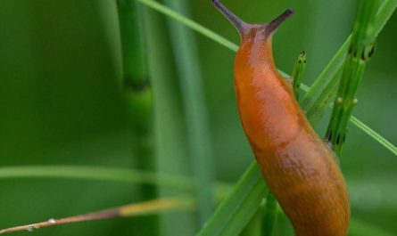 Rêver de limaces : 10 Interprétations et Symboles