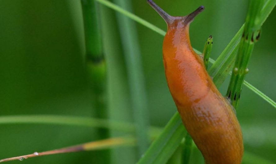 Rêver de limaces : 10 Interprétations et Symboles