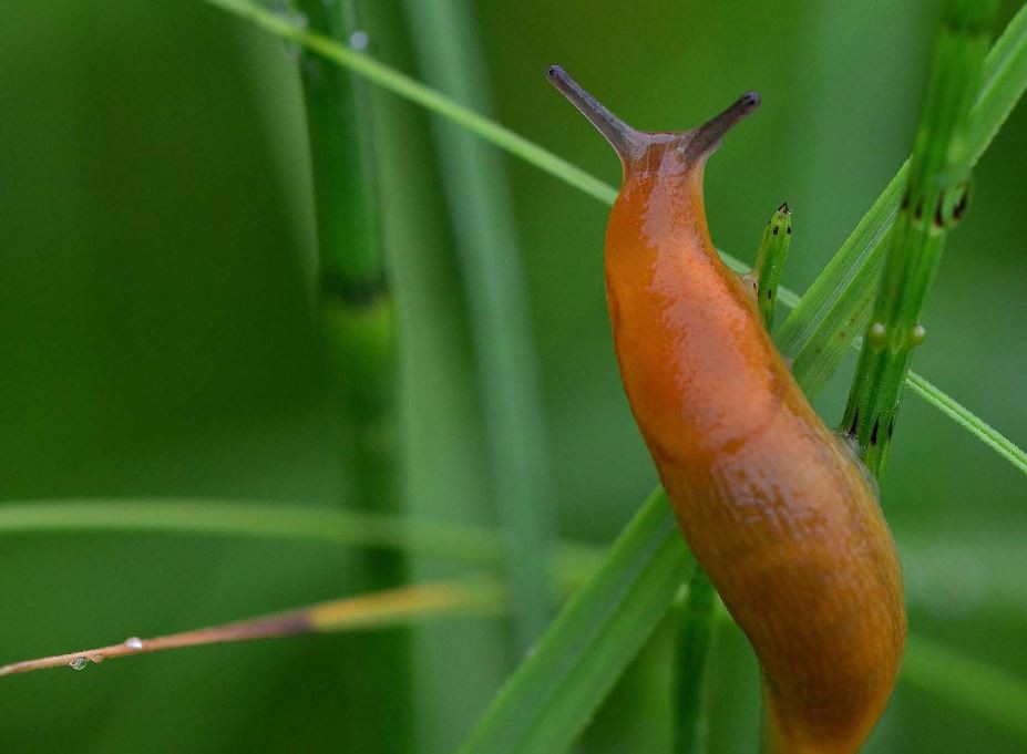 Rêver de limaces : 10 Interprétations et Symboles