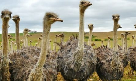 Rêver d’autruche : 18 Interprétations et Symboles