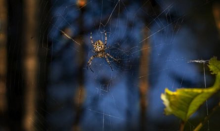 Rêver de morsures d’araignées : 7 Interprétations et Symboles