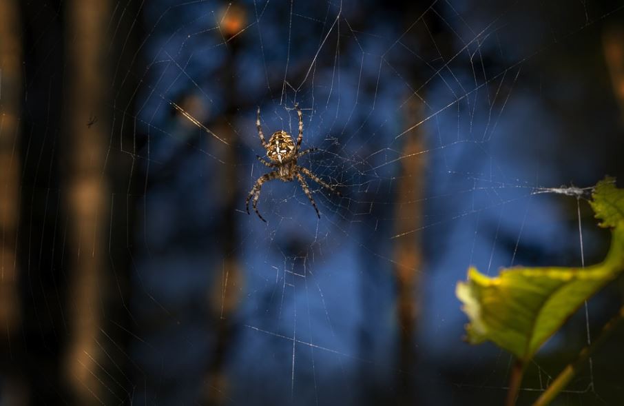 Rêver de morsures d’araignées : 7 Interprétations et Symboles