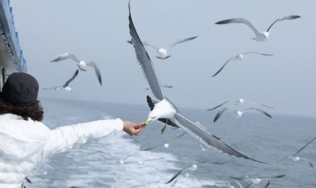 Rêver de mouettes : 10 Interprétations et Symboles
