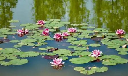 Rêvez d’un étang : 28 Interprétations et Symboles