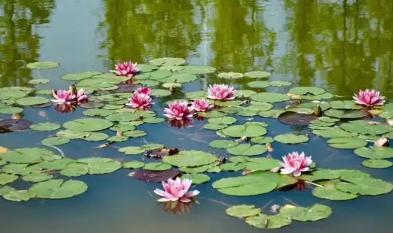 Rêvez d’un étang : 28 Interprétations et Symboles