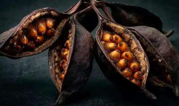 Rêver de graines : 42 Interprétations et Symboles