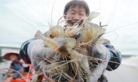 Rêve d’attraper des crevettes : 20 Interprétations et Symboles