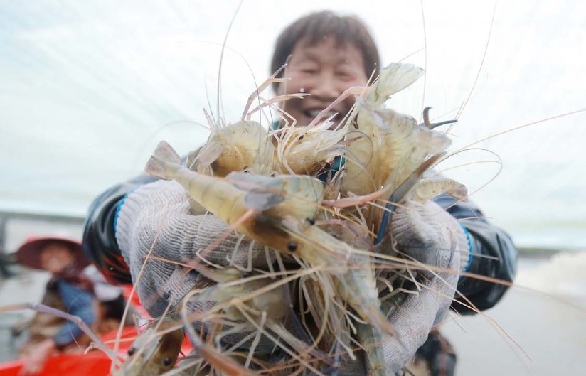 Rêve d’attraper des crevettes : 20 Interprétations et Symboles