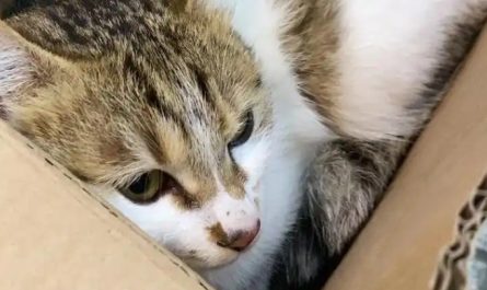 Rêve de perdre un chat : 10 Interprétations et Symboles