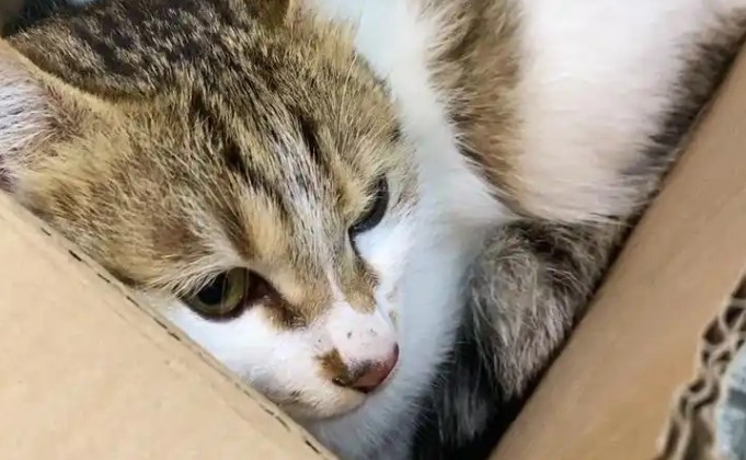 Rêve de perdre un chat : 10 Interprétations et Symboles