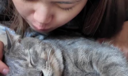 Rêve d’élever un chat : 5 Interprétations et Symboles