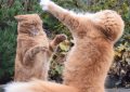 Rêve de te battre avec des chats : 10 Interprétations et Symboles