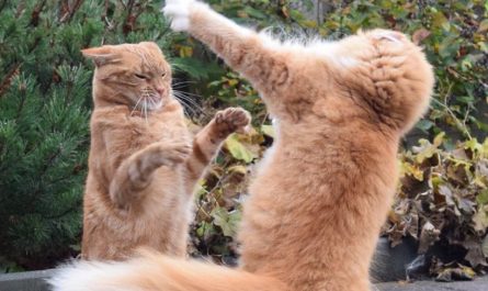 Rêve de te battre avec des chats : 10 Interprétations et Symboles