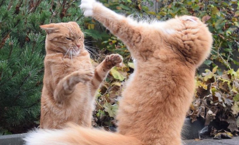 Rêve de te battre avec des chats : 10 Interprétations et Symboles