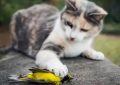 Rêve de tuer un chat : 12 Interprétations et Symboles
