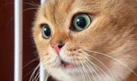 Rêve de chats qui parlent : 14 Interprétations et Symboles