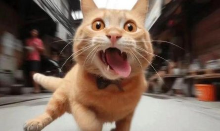 Rêve de chats qui s’enfuient : 12 Interprétations et Symboles