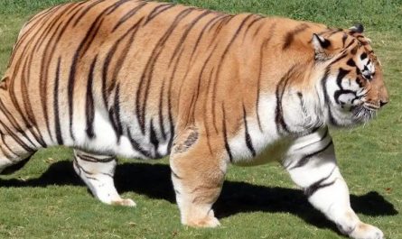 Rêve d’un gros chat : 12 Interprétations et Symboles