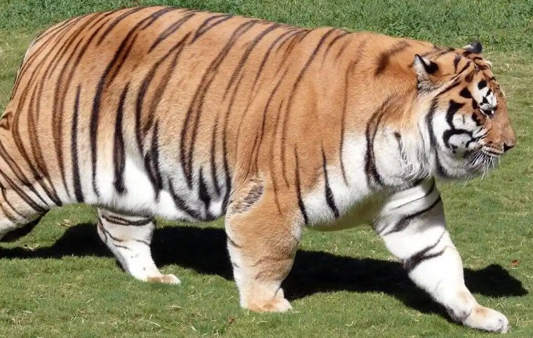 Rêve d’un gros chat : 12 Interprétations et Symboles