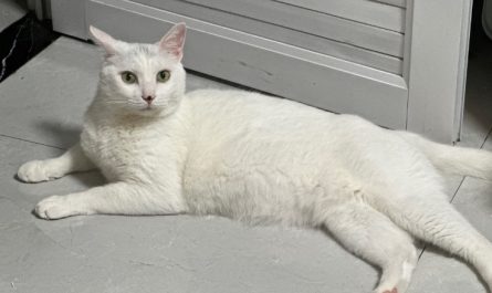 Rêve d’un chat blanc : 16 Interprétations et Symboles