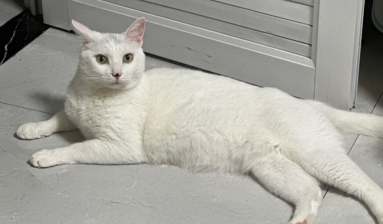 Rêve d’un chat blanc : 16 Interprétations et Symboles