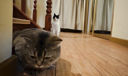 Rêve d’un chat qui entre dans une maison : 16 Interprétations et Symboles