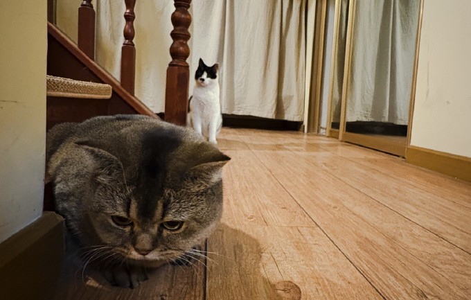 Rêve d’un chat qui entre dans une maison : 16 Interprétations et Symboles