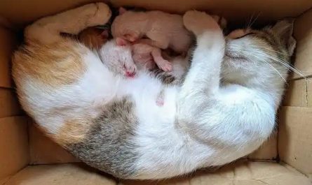 Rêvez d’un chat donnant naissance à des chatons : 10 Interprétations et Symboles