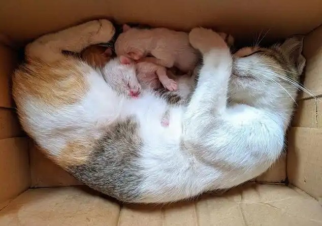 Rêvez d’un chat donnant naissance à des chatons : 10 Interprétations et Symboles