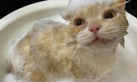 Rêve de laver un chat : 10 Interprétations et Symboles