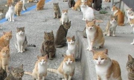 Rêve de nombreux chats : 14 Interprétations et Symboles