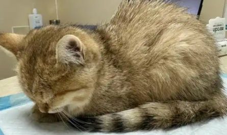 Rêve d’un chat malade : 12 Interprétations et Symboles