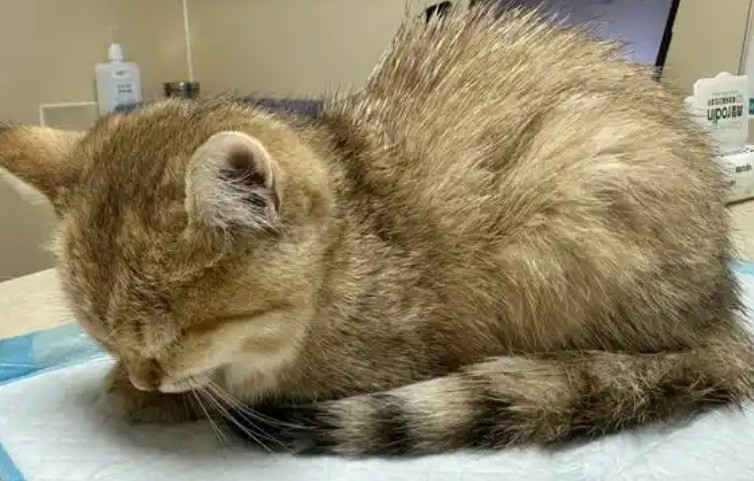 Rêve d’un chat malade : 12 Interprétations et Symboles