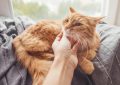 Rêve de toucher un chat : 10 Interprétations et Symboles