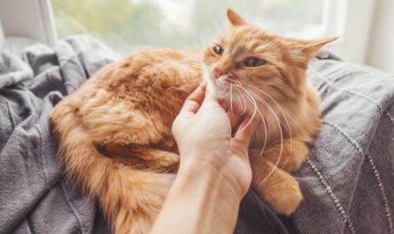 Rêve de toucher un chat : 10 Interprétations et Symboles