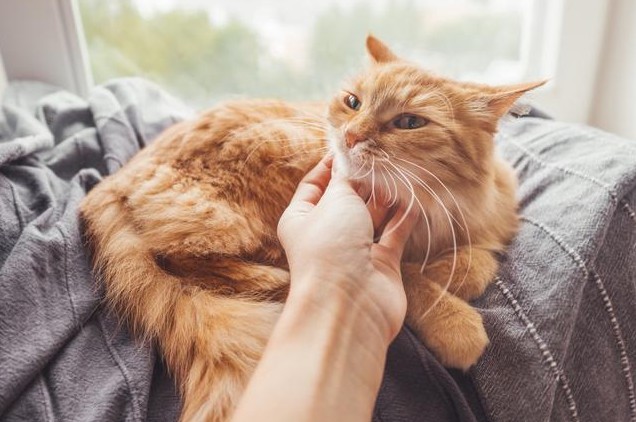 Rêve de toucher un chat : 10 Interprétations et Symboles