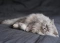 Rêve de poils de chat : 7 Interprétations et Symboles