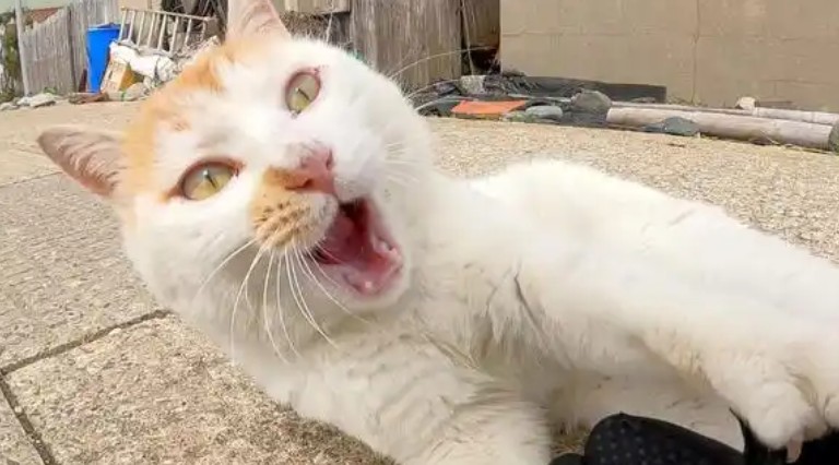 Rêve d’attaque de chat : 14 Interprétations et Symboles