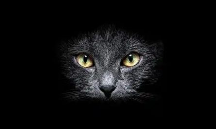 Rêve de chats noirs : 16 Interprétations et Symboles