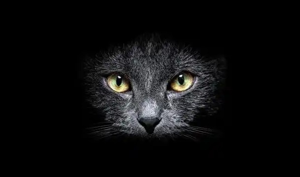 Rêve de chats noirs : 16 Interprétations et Symboles