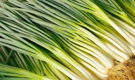 Rêver d’oignons verts : 15 Interprétations et Symboles