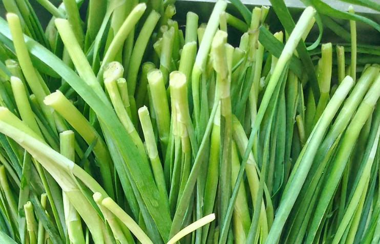 Rêver de poireaux : 13 Interprétations et Symboles