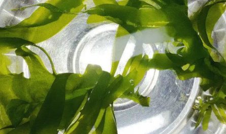 Rêver de manger du wakame : 7 Interprétations et Symboles