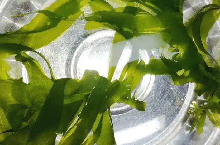 Rêver de manger du wakame : 7 Interprétations et Symboles